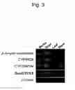 Fig. 04 - Glucuronosyltransferase, gene encoding same and use thereof