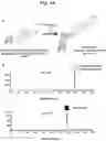 Fig. 05 - Glucuronosyltransferase, gene encoding same and use thereof