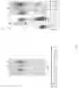 Fig. 10 - Methods of Host Cell Modification