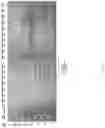 Fig. 32 - Methods of Host Cell Modification