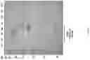 Fig. 33 - Methods of Host Cell Modification