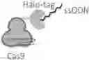 Fig. 01 - Cas9 fusion molecules, gene editing systems, and methods of use thereof