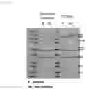 Fig. 03 - METHOD OF PURIFYING BOTULINUM TOXIN