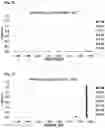 Fig. 08 - CARBONIC ANHYDRASE VARIANTS FOR IMPROVED CO2 CAPTURE