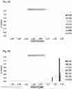 Fig. 11 - CARBONIC ANHYDRASE VARIANTS FOR IMPROVED CO2 CAPTURE