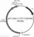 Fig. 01 - Immobilized thermostable trehalose synthase and method for producing trehalose and trehalulose by using same