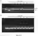 Fig. 09 - METHODS FOR NUCLEIC ACID CAPTURE