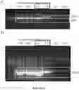 Fig. 15 - METHODS FOR NUCLEIC ACID CAPTURE