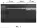 Fig. 18 - METHODS FOR NUCLEIC ACID CAPTURE
