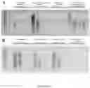Fig. 22 - METHODS FOR NUCLEIC ACID CAPTURE