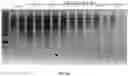 Fig. 23 - METHODS FOR NUCLEIC ACID CAPTURE