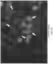 Fig. 14 - METHODS OF ANTIBODY PANNING AGAINST TARGET PROTEINS