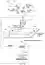 Fig. 11 - DIRECT OLIGONUCLEOTIDE SYNTHESIS ON CELLS AND BIOMOLECULES