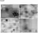 Fig. 07 - CELL-PENETRATING PEPTIDES
