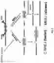 Fig. 06 - Compositions and Methods for Treatment of Disorders Associated with Repetitive DNA