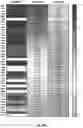 Fig. 41 - Compositions and Methods for Treatment of Disorders Associated with Repetitive DNA
