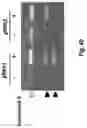 Fig. 56 - Compositions and Methods for Treatment of Disorders Associated with Repetitive DNA