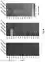 Fig. 72 - Compositions and Methods for Treatment of Disorders Associated with Repetitive DNA