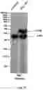 Fig. 77 - Compositions and Methods for Treatment of Disorders Associated with Repetitive DNA