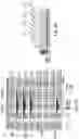 Fig. 07 - METHODS AND COMPOSITIONS FOR CORRECTED ABERRANT SPLICE SITES