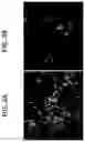 Fig. 04 - MODIFYING THE SPECIFICITY OF NON-CODING RNA MOLECULES FOR SILENCING GENES IN EUKARYOTIC CELLS