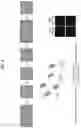 Fig. 05 - MODIFYING THE SPECIFICITY OF NON-CODING RNA MOLECULES FOR SILENCING GENES IN EUKARYOTIC CELLS
