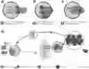Fig. 01 - T-lymphocyte binding aptamers
