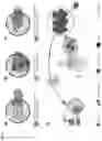 Fig. 15 - T-lymphocyte binding aptamers