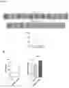 Fig. 19 - T-lymphocyte binding aptamers