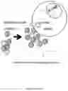 Fig. 12 - SYNTHETIC MICRORNA MIMICS