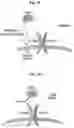 Fig. 05 - GENETICALLY REPROGRAMMED TREGS EXPRESSING CARS