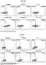 Fig. 07 - GENETICALLY REPROGRAMMED TREGS EXPRESSING CARS