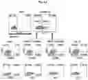 Fig. 08 - GENETICALLY REPROGRAMMED TREGS EXPRESSING CARS