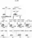Fig. 09 - GENETICALLY REPROGRAMMED TREGS EXPRESSING CARS