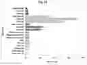 Fig. 18 - GENETICALLY REPROGRAMMED TREGS EXPRESSING CARS