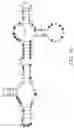 Fig. 11 - Gold optimized CAR t-cells