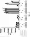 Fig. 17 - Gold optimized CAR t-cells