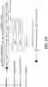 Fig. 02 - SYNTHETIC SELF-REPLICATING RNA VECTORS ENCODING CRISPR PROTEINS AND USES THEREOF