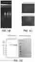 Fig. 03 - SYNTHETIC SELF-REPLICATING RNA VECTORS ENCODING CRISPR PROTEINS AND USES THEREOF