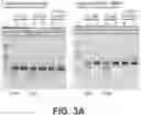 Fig. 07 - SYNTHETIC SELF-REPLICATING RNA VECTORS ENCODING CRISPR PROTEINS AND USES THEREOF
