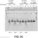 Fig. 09 - SYNTHETIC SELF-REPLICATING RNA VECTORS ENCODING CRISPR PROTEINS AND USES THEREOF