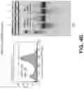 Fig. 11 - SYNTHETIC SELF-REPLICATING RNA VECTORS ENCODING CRISPR PROTEINS AND USES THEREOF