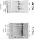 Fig. 12 - SYNTHETIC SELF-REPLICATING RNA VECTORS ENCODING CRISPR PROTEINS AND USES THEREOF