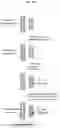 Fig. 03 - Haploid inducer line for accelerated genome editing