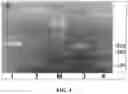 Fig. 06 - CANNABIS PLANTS WITH IMPROVED YIELD