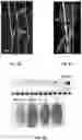 Fig. 07 - ROSE ROSETTE VIRUS INFECTIOUS CLONES AND USES THEREOF