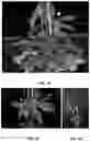 Fig. 08 - ROSE ROSETTE VIRUS INFECTIOUS CLONES AND USES THEREOF
