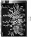 Fig. 10 - ROSE ROSETTE VIRUS INFECTIOUS CLONES AND USES THEREOF