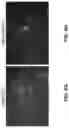 Fig. 12 - ROSE ROSETTE VIRUS INFECTIOUS CLONES AND USES THEREOF