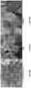 Fig. 14 - ROSE ROSETTE VIRUS INFECTIOUS CLONES AND USES THEREOF